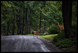 A doe and her fawn stop to look at the photographer on Western Loudoun's historic dirt road known as Woodtrail Road outside of the Village of Unison. (Photo by Douglas Graham/WLP)